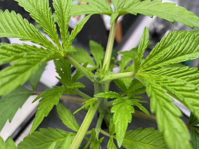 wizards apprentice, crinkled cookies,. Week 3