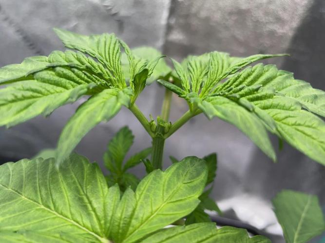 wizards apprentice, crinkled cookies,. Week 3