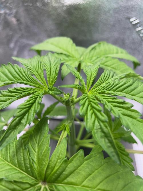 wizards apprentice, crinkled cookies,. Week 3
