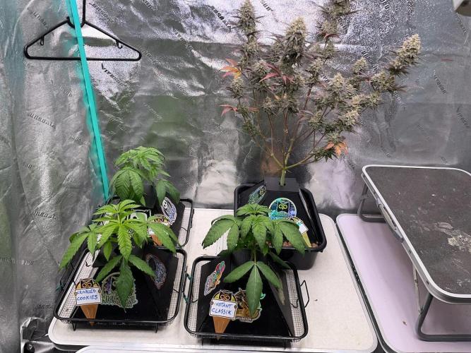 wizards apprentice, crinkled cookies,. Week 3