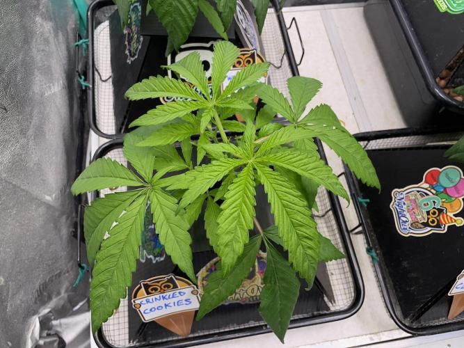 wizards apprentice, crinkled cookies,. Week 3