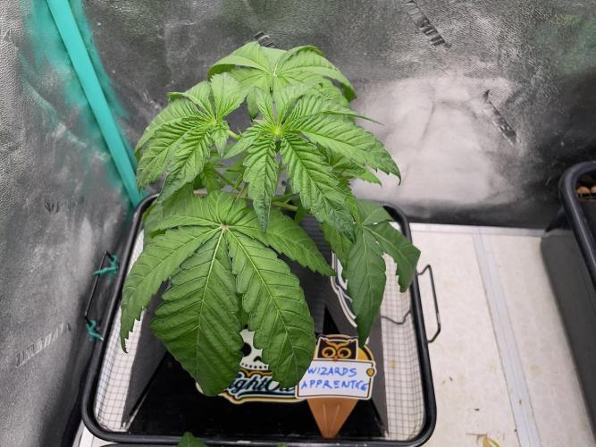 wizards apprentice, crinkled cookies,. Week 3