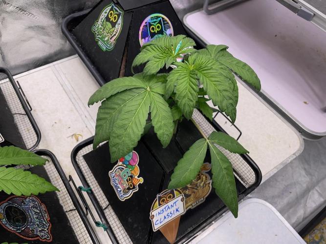 wizards apprentice, crinkled cookies,. Week 3
