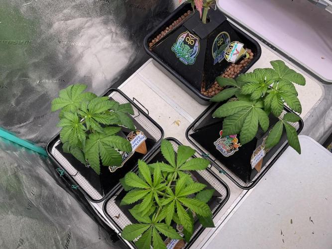 wizards apprentice, crinkled cookies,. Week 3
