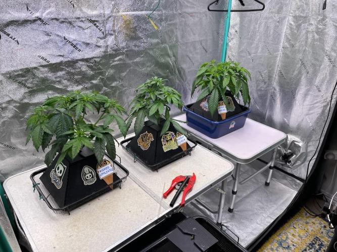 wizards apprentice, crinkled cookies,. Week 4