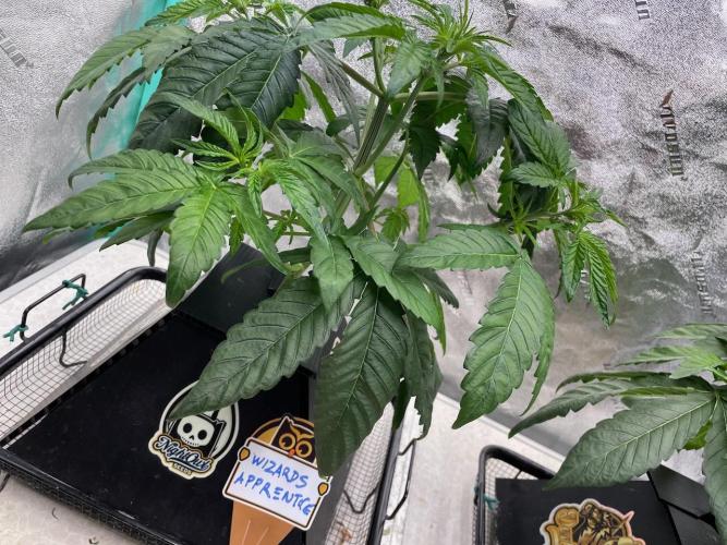 wizards apprentice, crinkled cookies,. Week 4