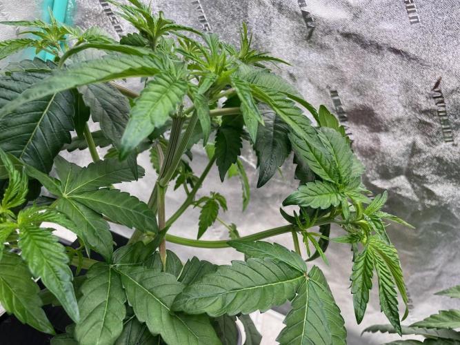 wizards apprentice, crinkled cookies,. Week 4