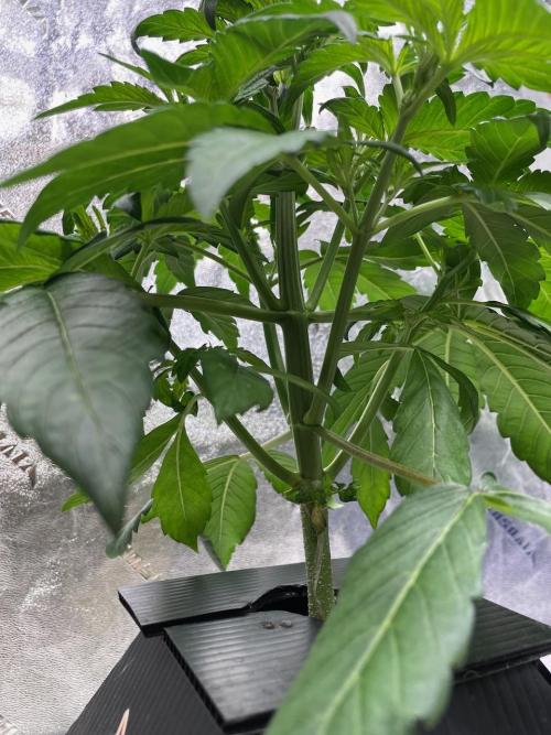 wizards apprentice, crinkled cookies,. Week 4