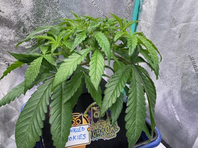 wizards apprentice, crinkled cookies,. Week 4