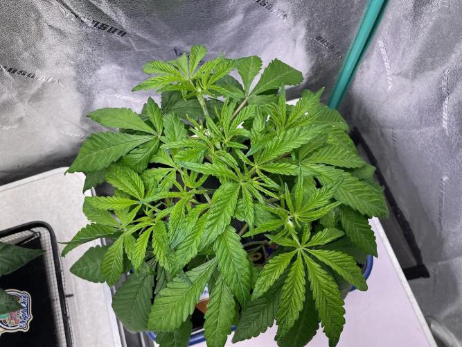 wizards apprentice, crinkled cookies,. Week 4