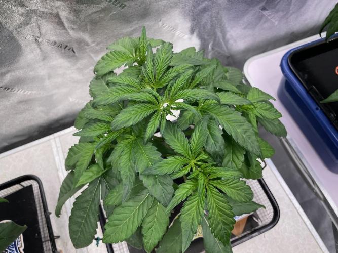 wizards apprentice, crinkled cookies,. Week 4