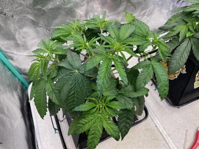 wizards apprentice, crinkled cookies,. Week 4