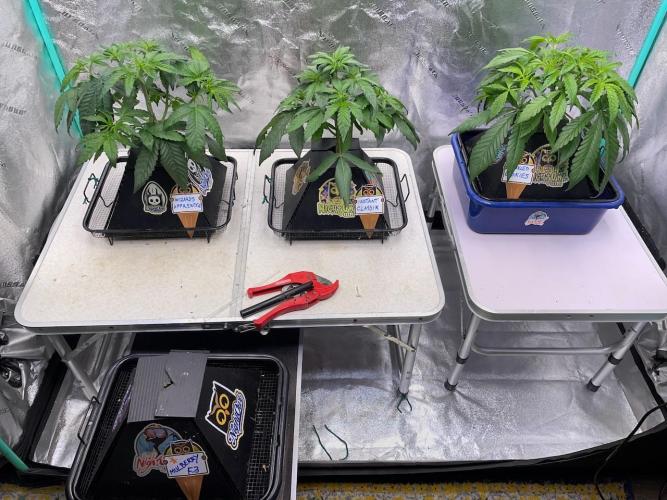 wizards apprentice, crinkled cookies,. Week 4
