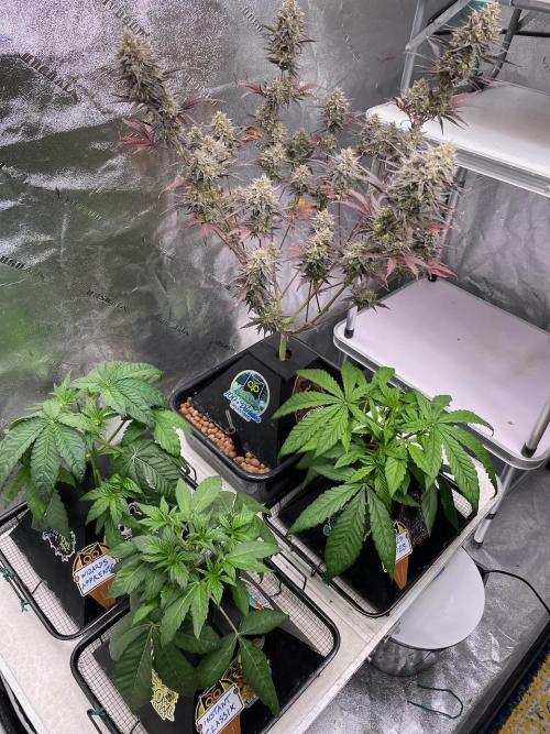 wizards apprentice, crinkled cookies,. Week 4