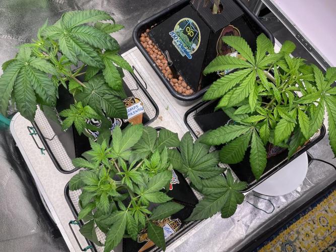 wizards apprentice, crinkled cookies,. Week 4