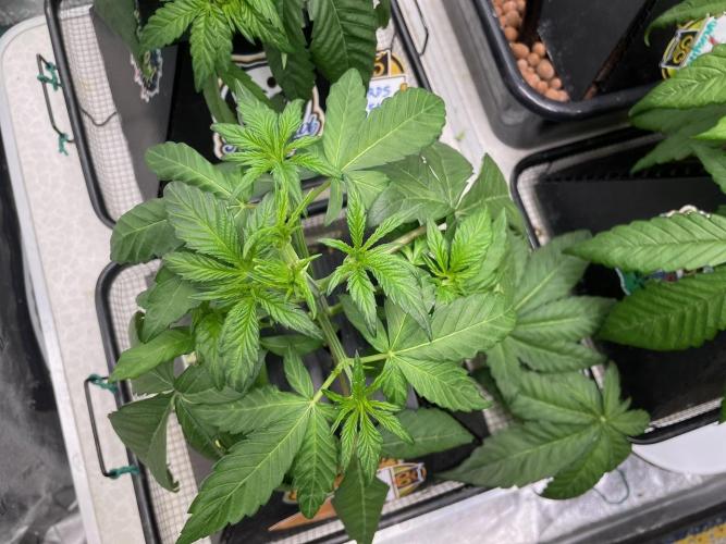 wizards apprentice, crinkled cookies,. Week 4