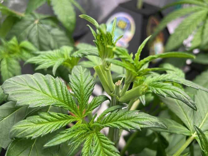 wizards apprentice, crinkled cookies,. Week 4