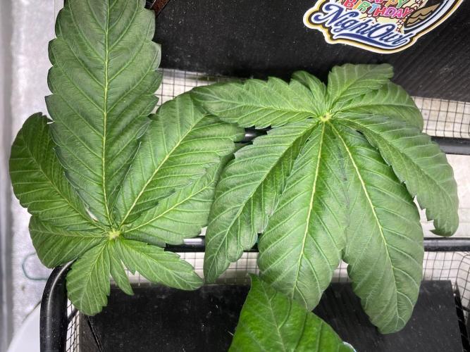 wizards apprentice, crinkled cookies,. Week 4
