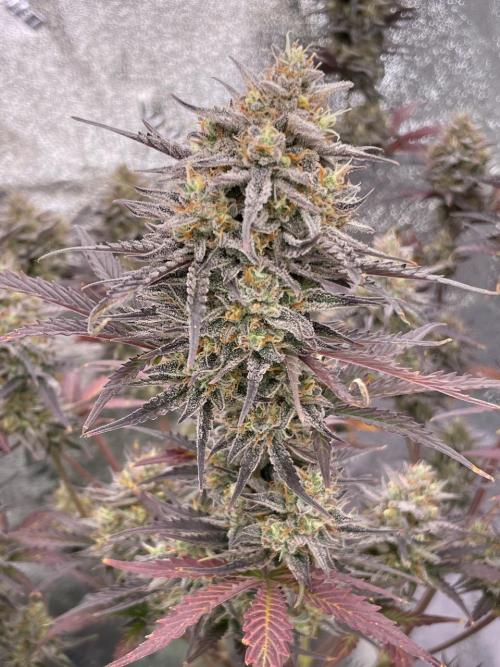 Plug-in-a-Tub: Compound V. Week 10