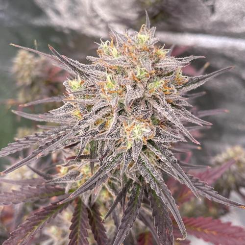 Plug-in-a-Tub: Compound V. Week 10