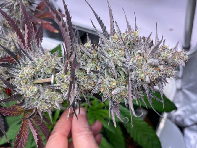 Plug-in-a-Tub: Compound V. Week 10