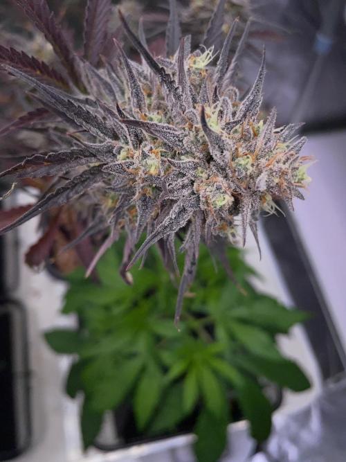 Plug-in-a-Tub: Compound V. Week 10