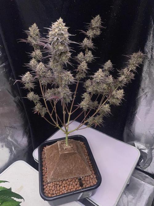 Plug-in-a-Tub: Compound V. Week 10