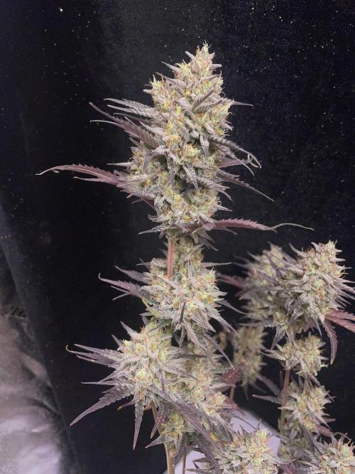 Plug-in-a-Tub: Compound V. Week 10