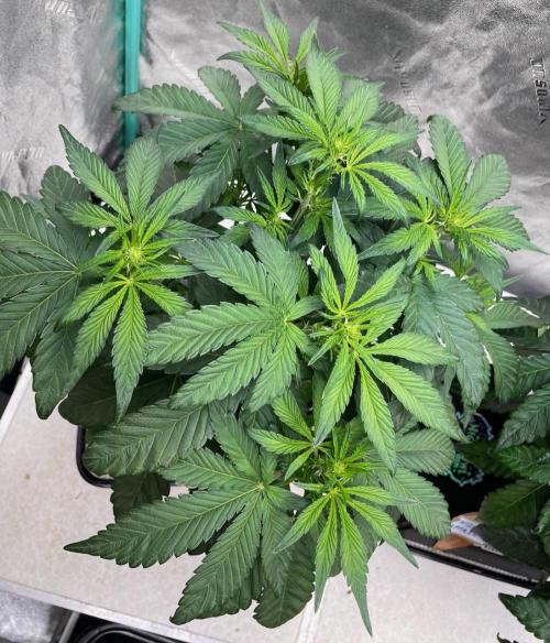 wizards apprentice, crinkled cookies,. Week 5