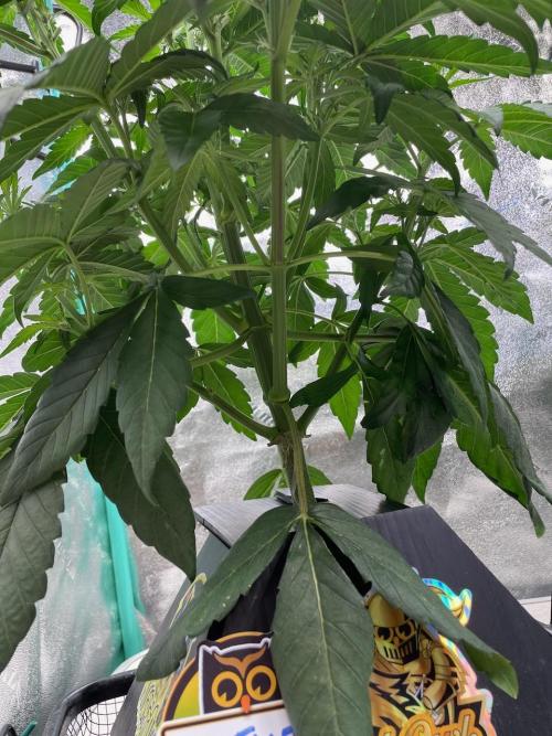 wizards apprentice, crinkled cookies,. Week 5