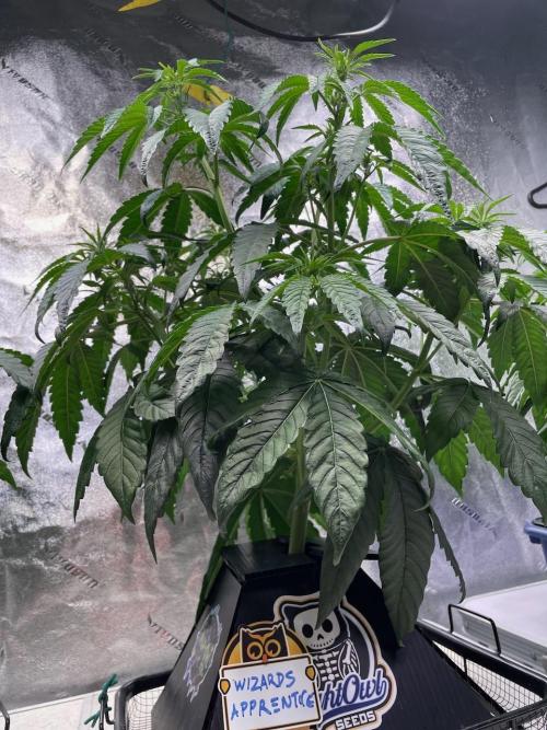 wizards apprentice, crinkled cookies,. Week 5