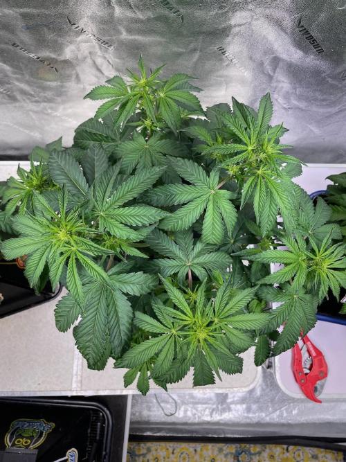 wizards apprentice, crinkled cookies,. Week 5