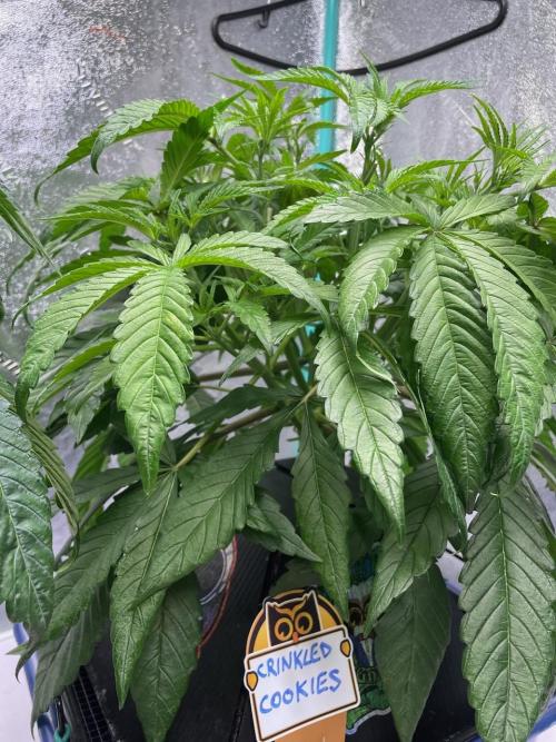 wizards apprentice, crinkled cookies,. Week 5