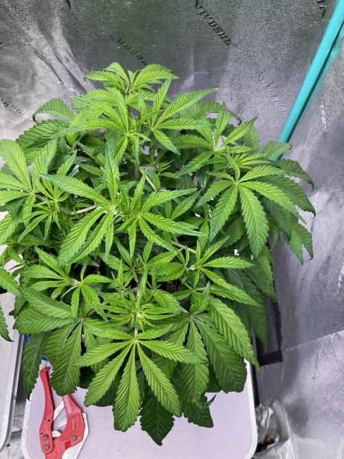 wizards apprentice, crinkled cookies,. Week 5