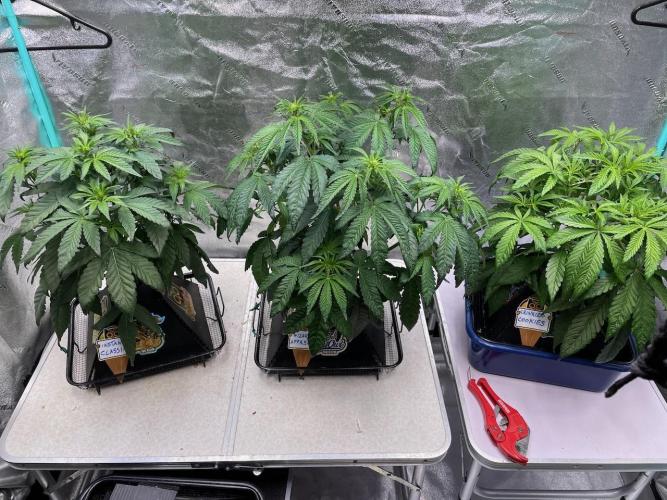 wizards apprentice, crinkled cookies,. Week 5