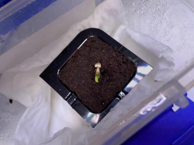 Mulberry Re-used Pyramid. Week 1
