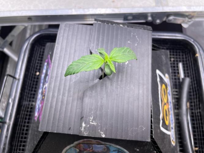 Mulberry F3. Week 1