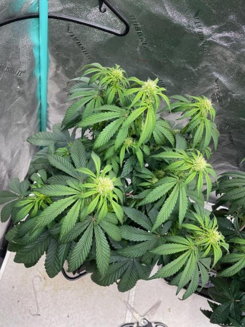 wizards apprentice, crinkled cookies,. Week 6