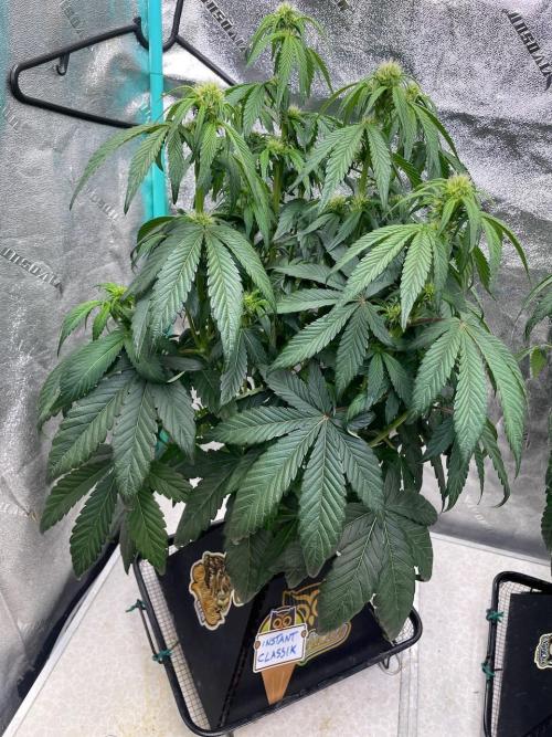 wizards apprentice, crinkled cookies,. Week 6