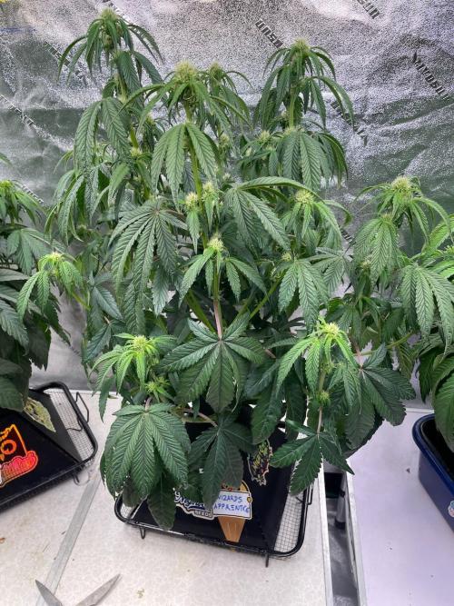 wizards apprentice, crinkled cookies,. Week 6