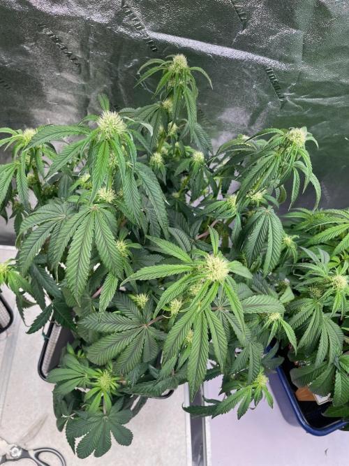 wizards apprentice, crinkled cookies,. Week 6
