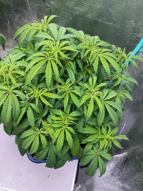 wizards apprentice, crinkled cookies,. Week 6
