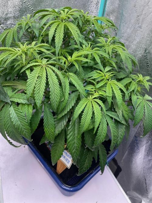 wizards apprentice, crinkled cookies,. Week 6