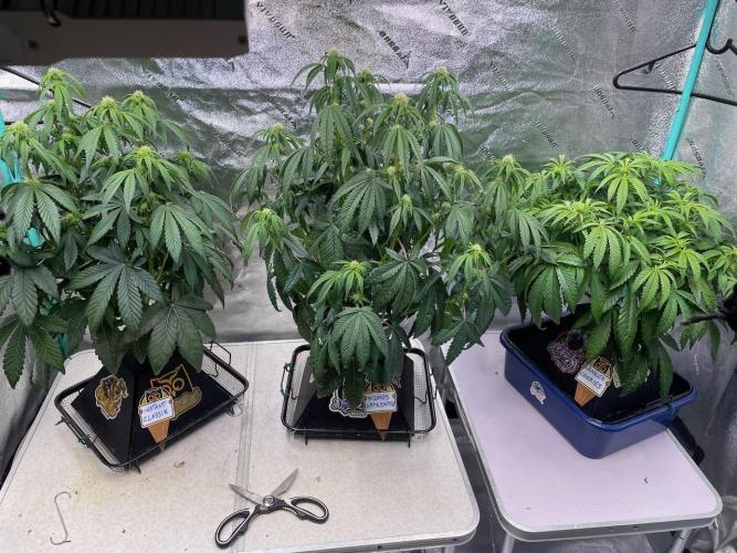 wizards apprentice, crinkled cookies,. Week 6