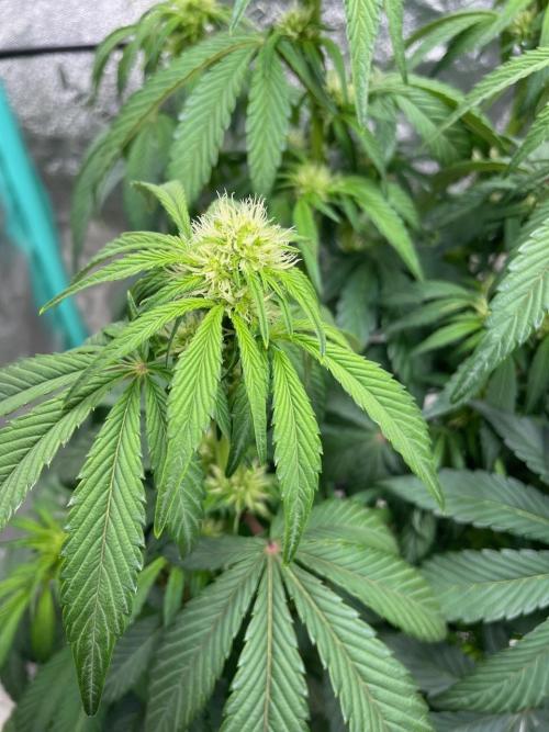 wizards apprentice, crinkled cookies,. Week 6