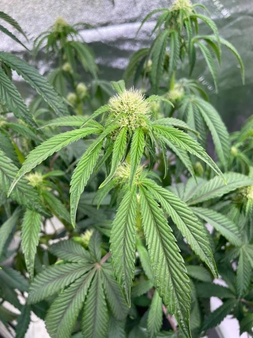 wizards apprentice, crinkled cookies,. Week 6