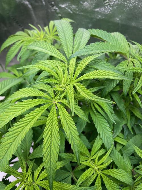 wizards apprentice, crinkled cookies,. Week 6