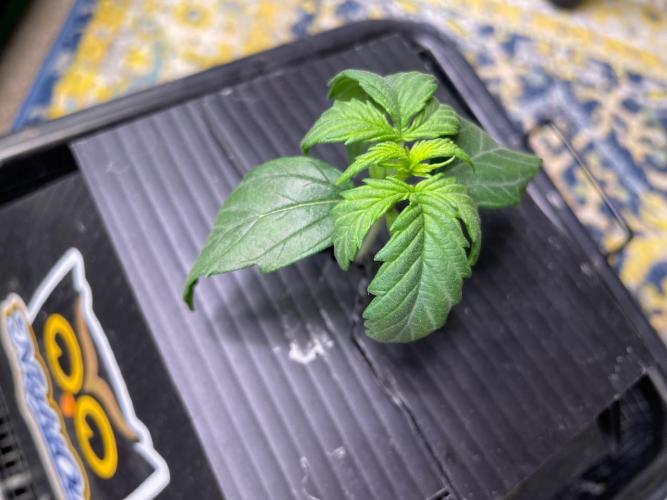 Mulberry F3. Week 2
