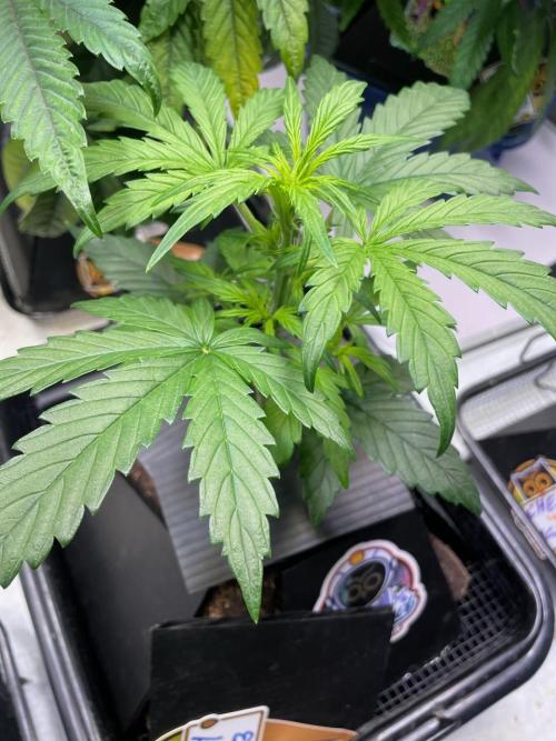 Mulberry F3. Week 4