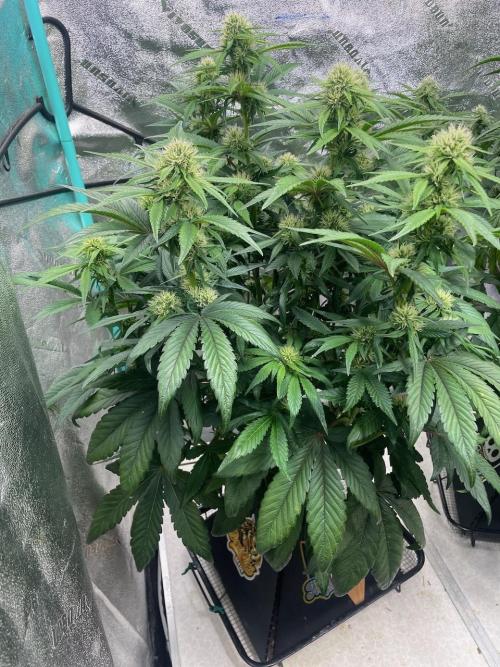 wizards apprentice, crinkled cookies,. Week 7